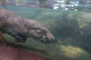 SINGAPORE ZOO (11)